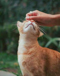 CBD Öl für Katzen