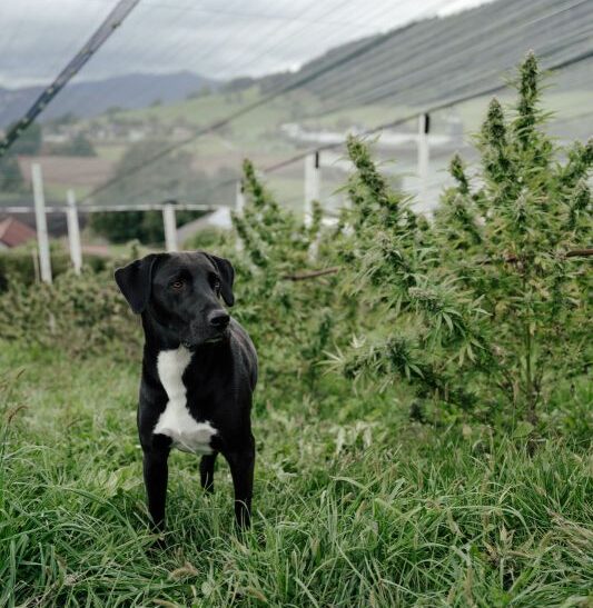 CBD Öl für Hunde
